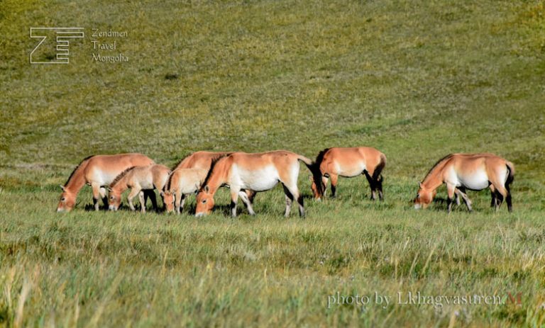 Hustai National Park (Khustai) | Mongolia Tours